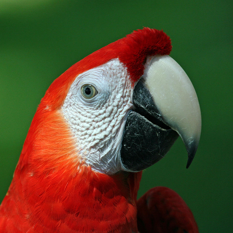 Scarlet Macaw Photograph by Larry Linton