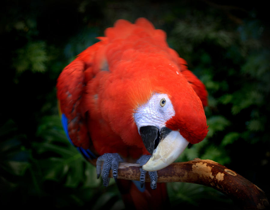 Scarlet Macaw Photograph by Nathan Abbott