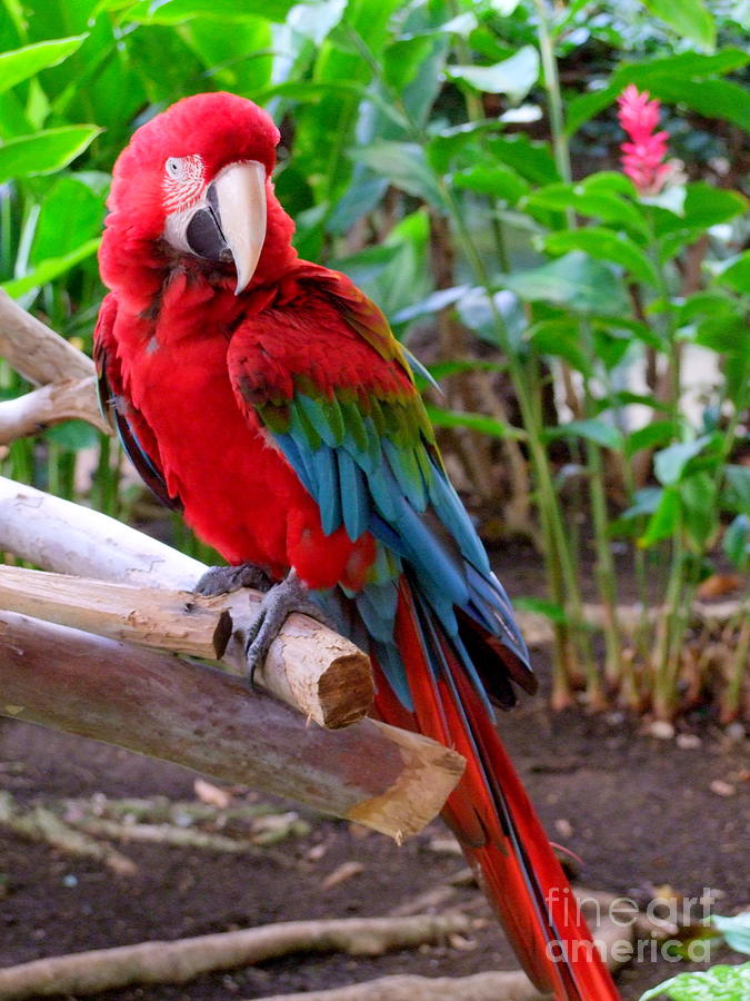 Scarlet Macaw No 2 Photograph by Mary Deal