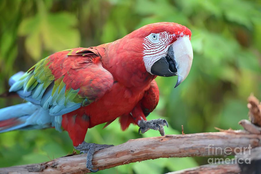 Scarlet Macaw Photograph by Olga Hamilton