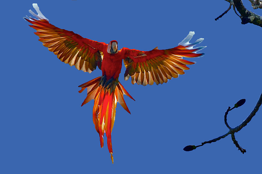 Scarlet Macaw on the Osa Peninsula Photograph by Don Mercer