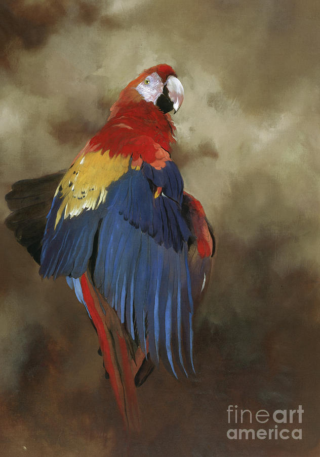 Macaw Painting - Scarlet Macaw One by Odile Kidd Macaw Painting - Scarlet Macaw One by Odile Kidd