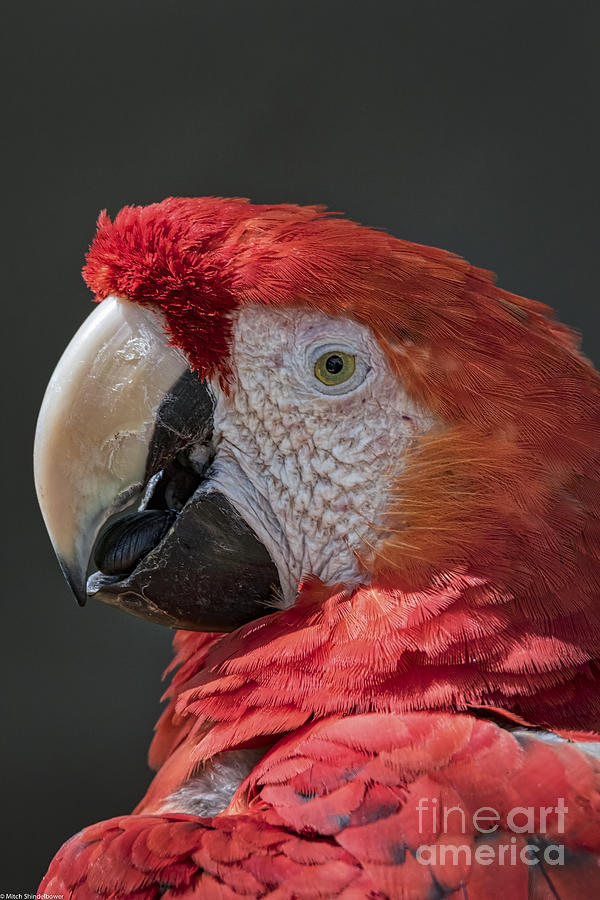Scarlet Macaw Portrait Photograph by Mitch Shindelbower