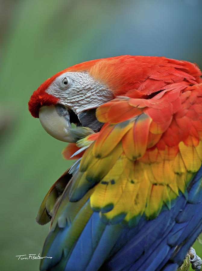 Scarlet macaw preening Photograph by Tim Fitzharris