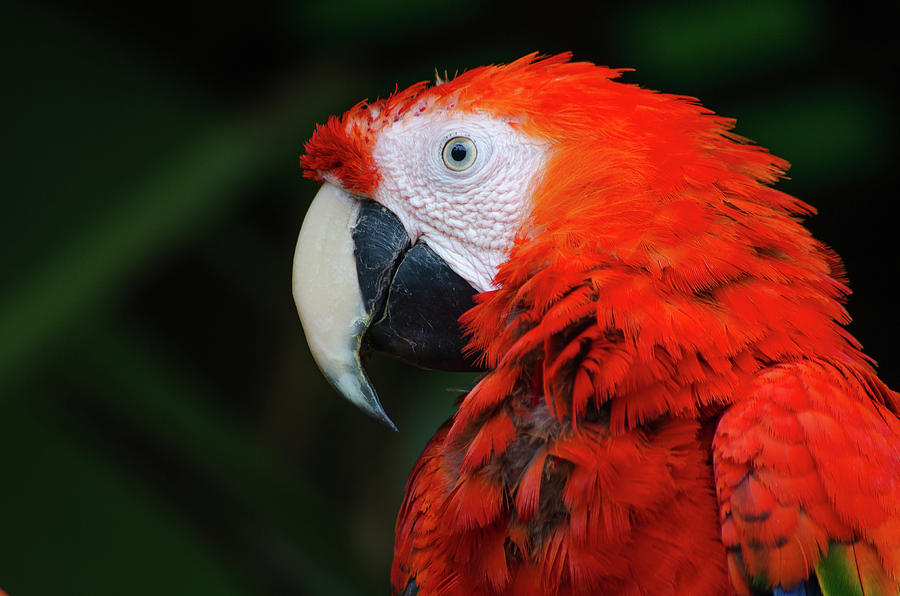 Nature Photograph - Scarlet Macaw by Happy Home Artistry