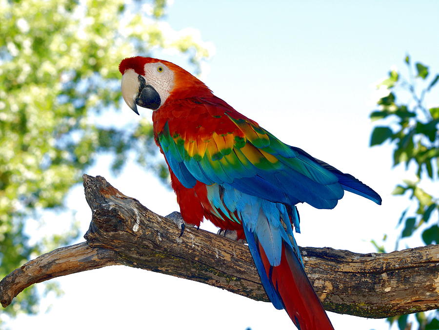 Scarlet Macaw  Photograph by Richard Thomas