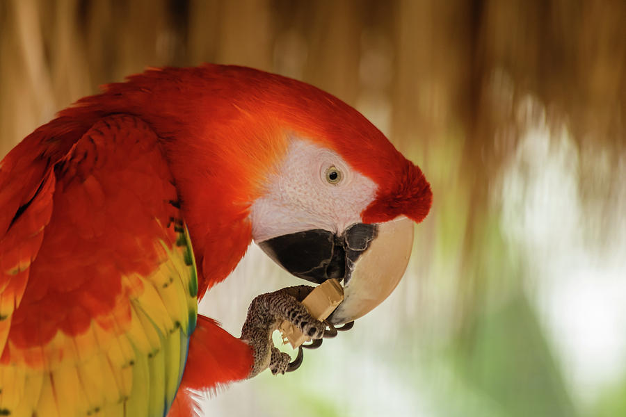Scarlet macaw Photograph by SAURAVphoto Online Store