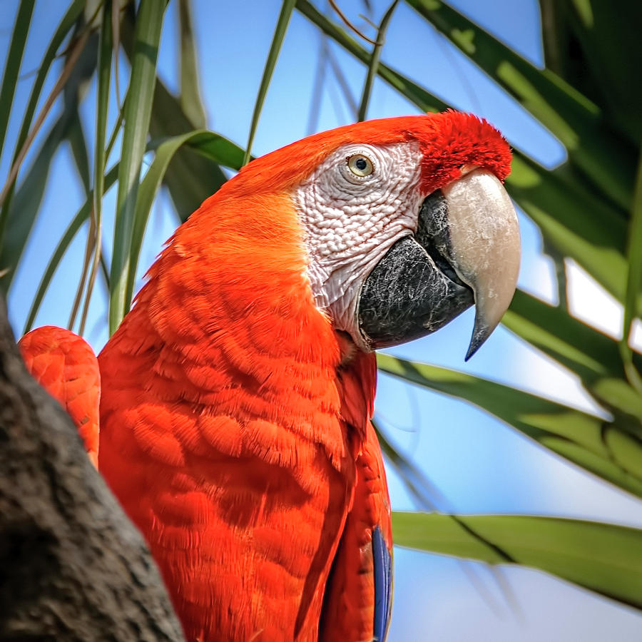 Scarlet Macaw Photograph by Steven Sparks