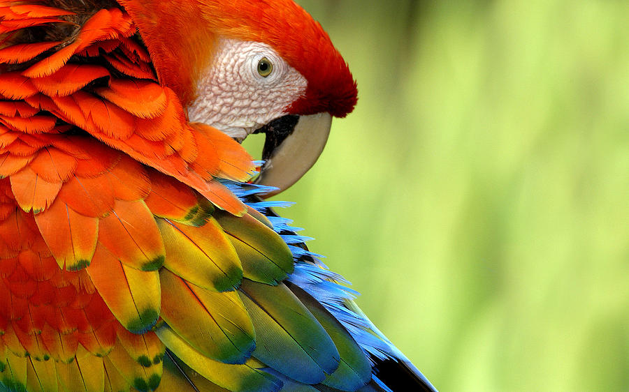 Macaw Digital Art - Scarlet Macaw by Super Lovely