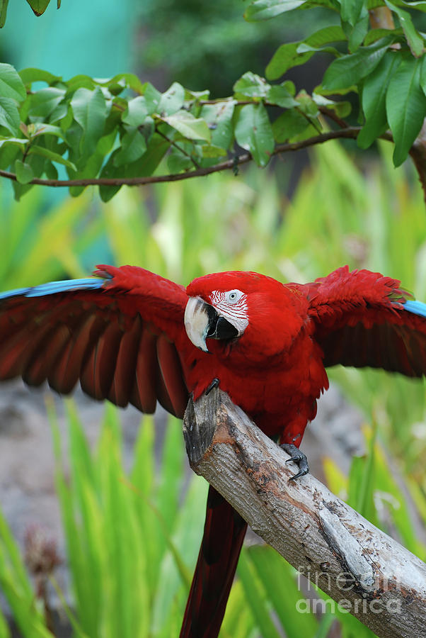 Scarlet Macaw With Wings Extended Photograph by DejaVu Designs - Fine ...