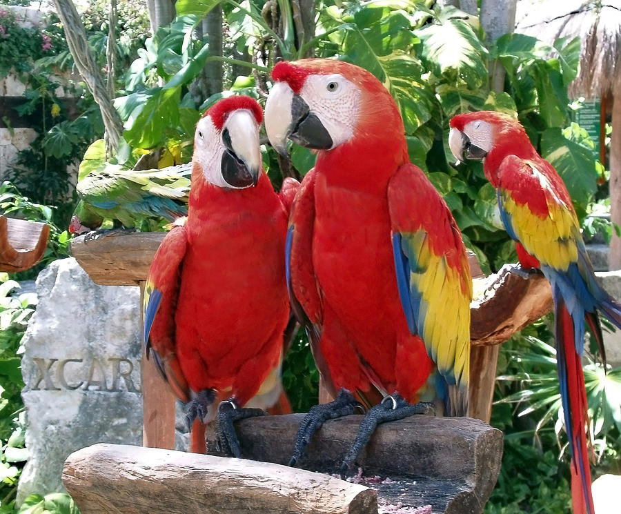 Macaw Photograph - Scarlet Macaws by Ellen Henneke