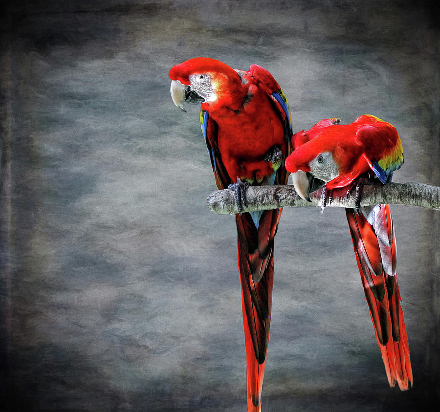 Scarlet Macaws Photograph by Judy Vincent