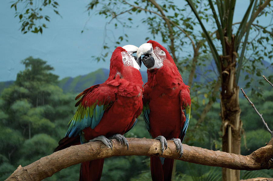 Macaw Photograph - Scarlet MaCaws Kissing by Thomas Woolworth
