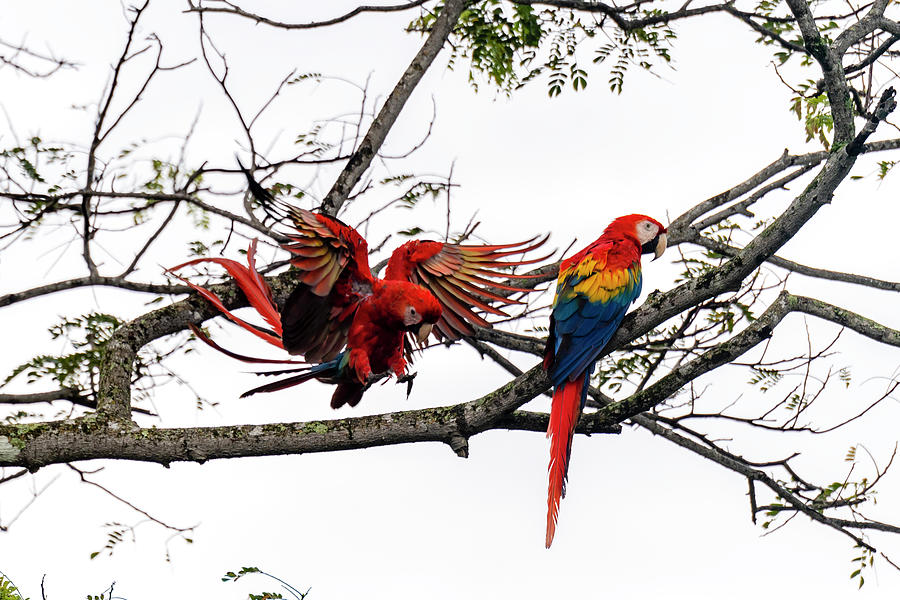 Scarlet Macaws Photograph by Yoshiki Nakamura