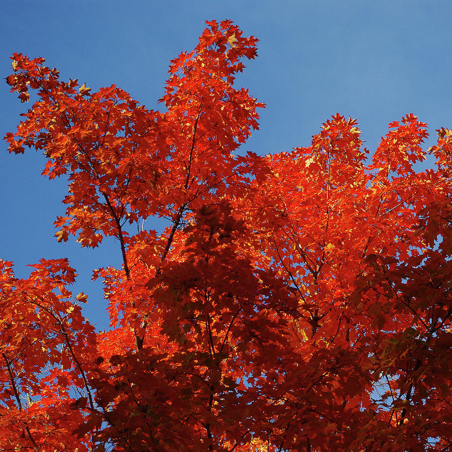 Scarlet maple leaf flames and a clear blue sky Photograph by R V James ...