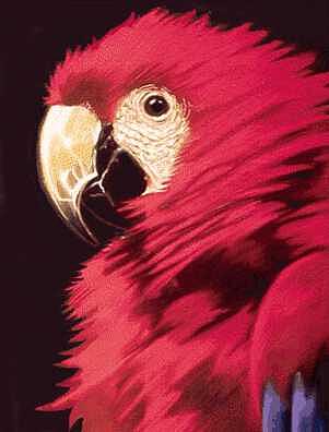 Bird Painting - Scarlet McCaw by W James Taylor Bird Painting - Scarlet McCaw by W James Taylor