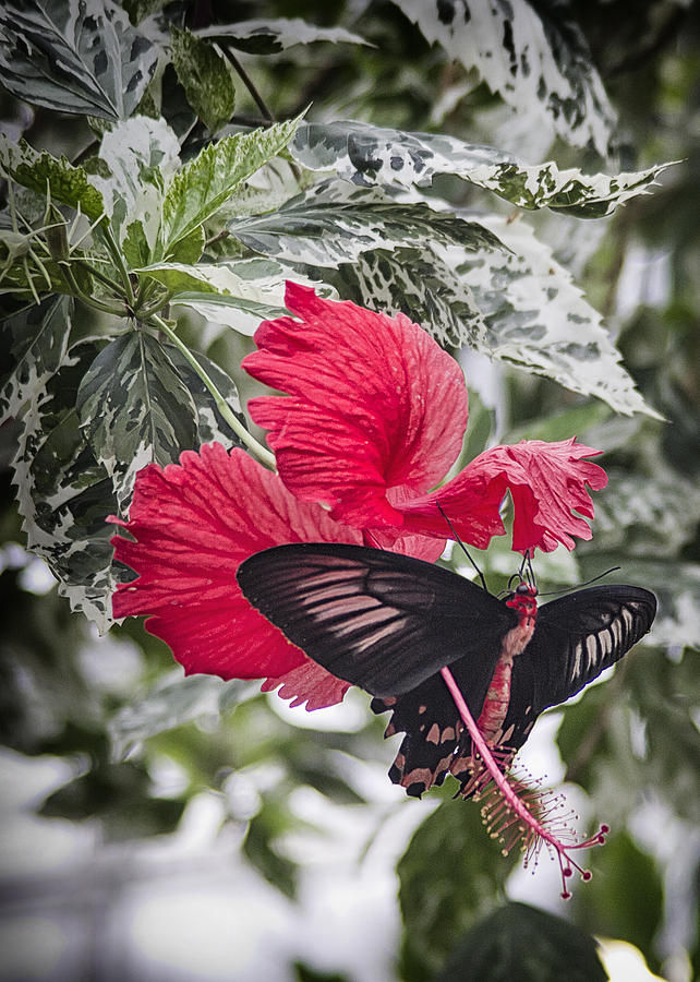 Scarlet Mormom Butterfly on Hibiscus Photograph by Shirley Mitchell