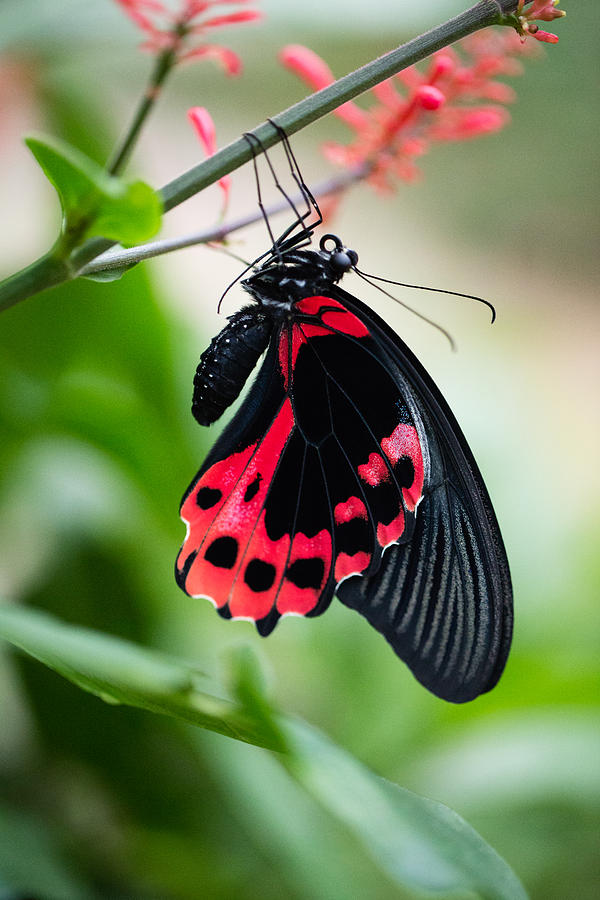 Scarlet Mormon Butterfly Photograph by Christy Cox