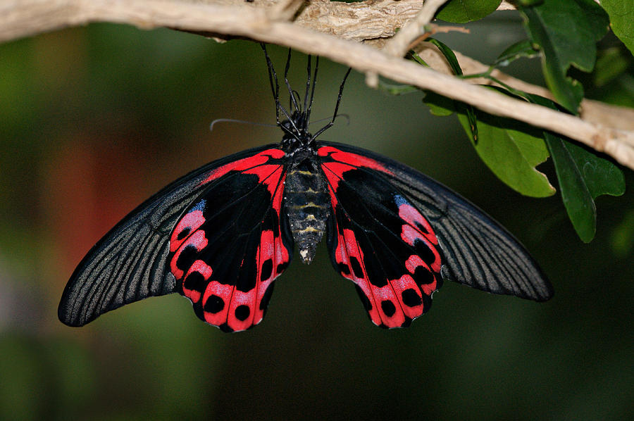 Scarlet Mormon Butterfly Photograph by Sandy Keeton