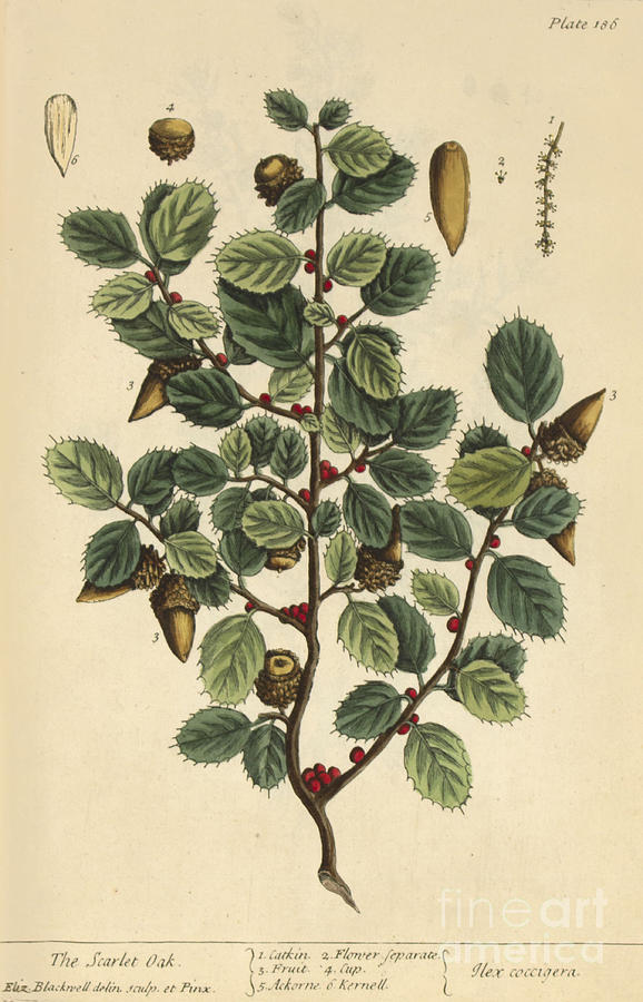 Scarlet Oak, Medicinal Plant, 1737 Photograph by Science Source