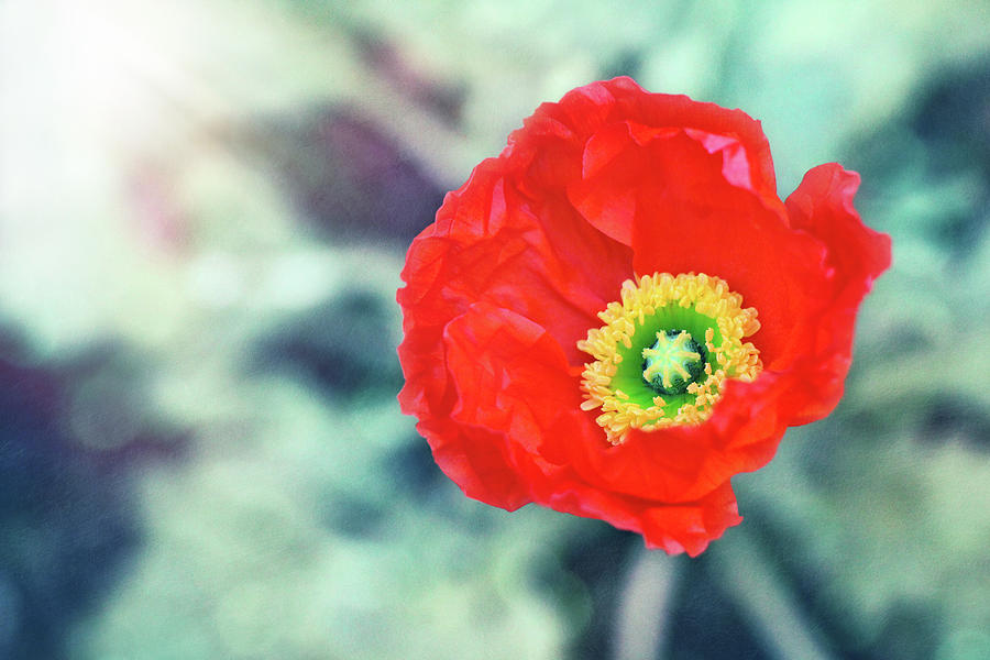 Poppy Photograph - Scarlet Obsession by Iryna Goodall