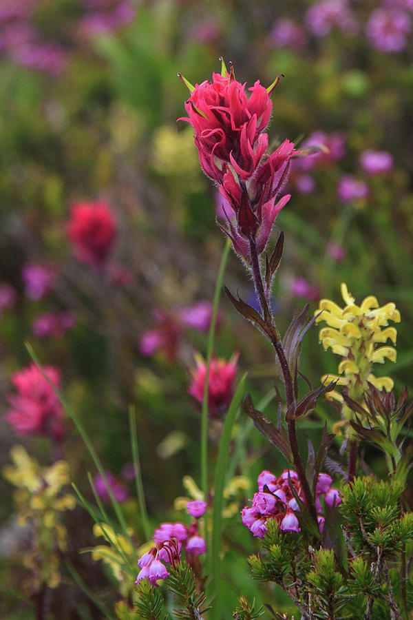 Scarlet Paintbrush by David Chandler Scarlet Paintbrush by David Chandler