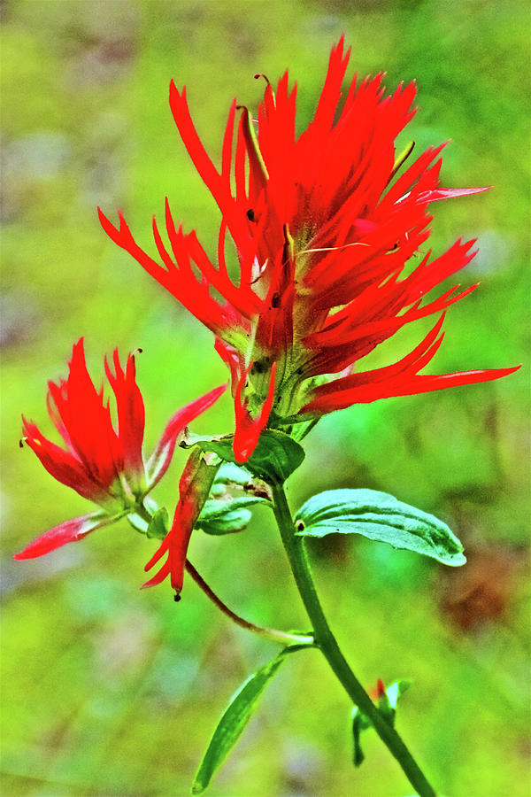 Scarlet Paintbrush on Swan Lake Trail in Grand Teton National Park-Wyoming Photograph by Ruth Hager