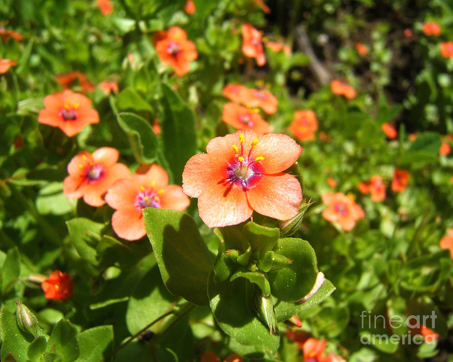 Scarlet Pimpernel Flower Photograph Photograph by Kristen Fox