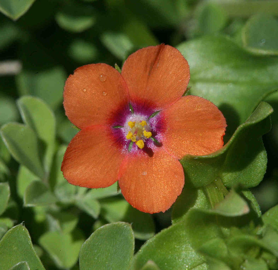 Scarlet Pimpernel Photograph by Matt Cormons - Fine Art America