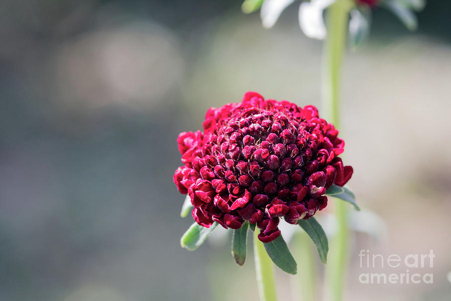 Scarlet Pincushion Flower Photograph by Eva Lechner