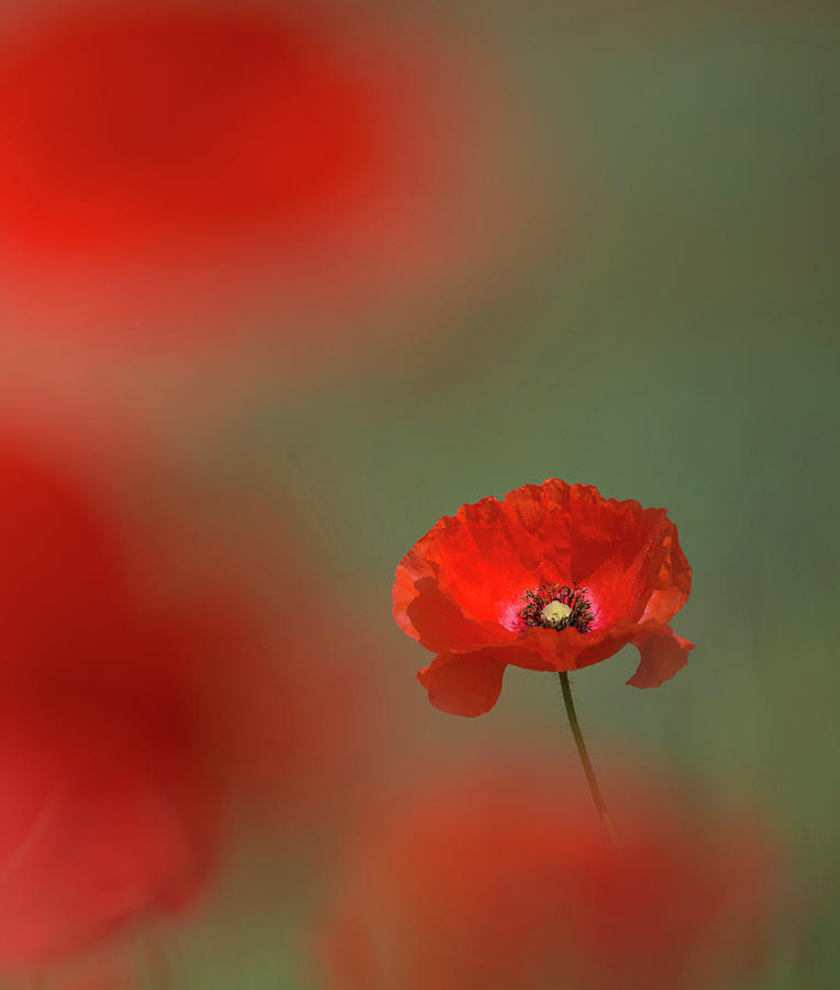 Scarlet Poppy Photograph by Pete Walkden