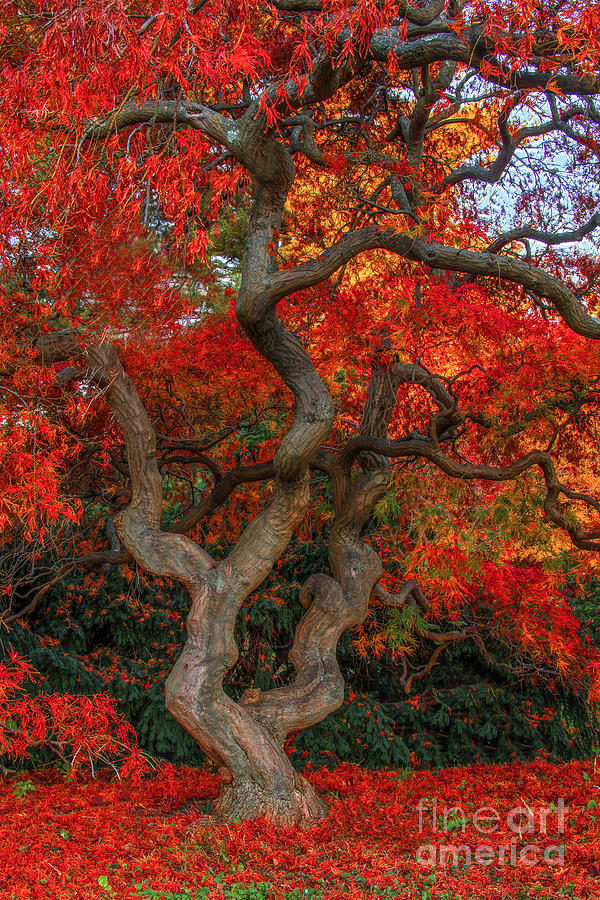 Tree Photograph - Scarlet Ramifications by Marco Crupi