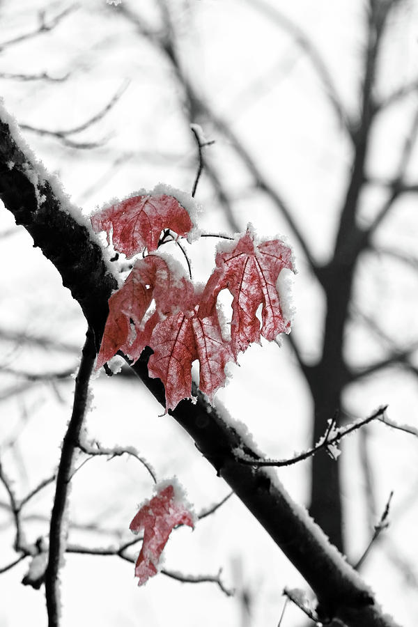 Scarlet Red Leaves in Winter Photograph by Brooke T Ryan