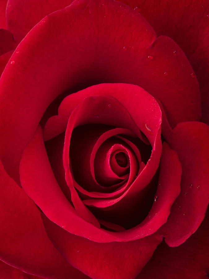 Nature Photograph - Scarlet Rose by Denise Saldana