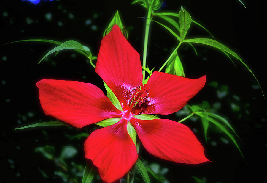 Scarlet Rose Mallow - Hibiscus coccineus 005 Photograph by George Bostian