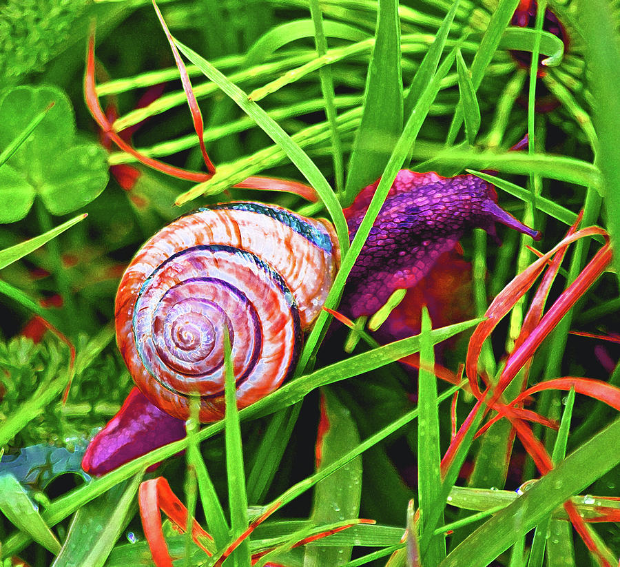 Scarlet Snail Photograph by Adria Trail