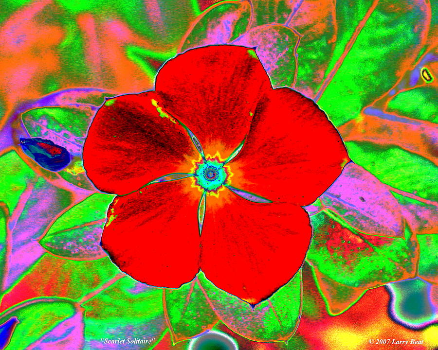 Scarlet Solitaire Digital Art by Larry Beat