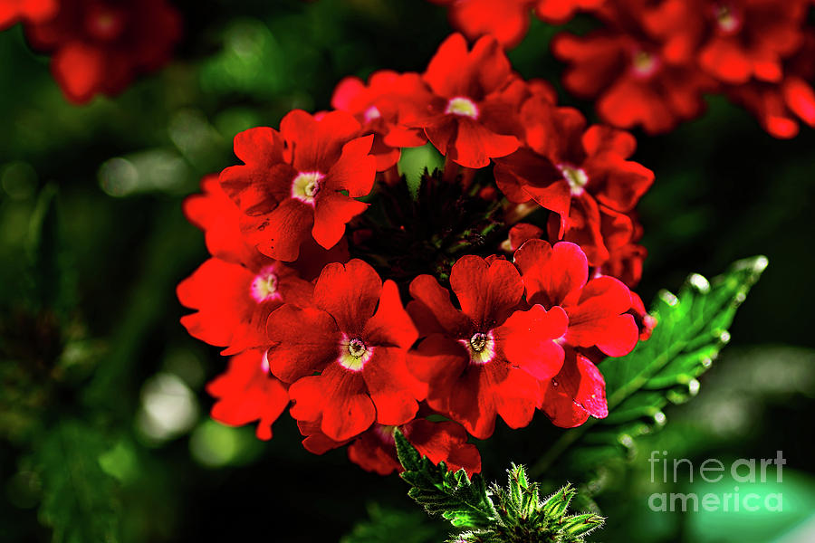 Flower Photograph - Scarlet Surprise by Kaye Menner by Kaye Menner