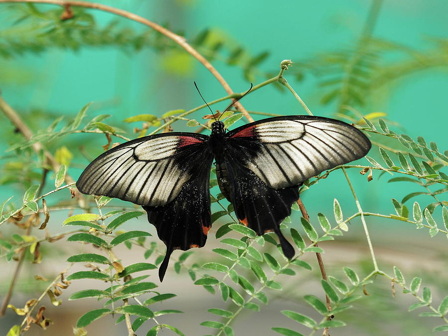 Scarlet Swallowtail Butterfly -2 by Paul Gulliver Scarlet Swallowtail Butterfly -2 by Paul Gulliver