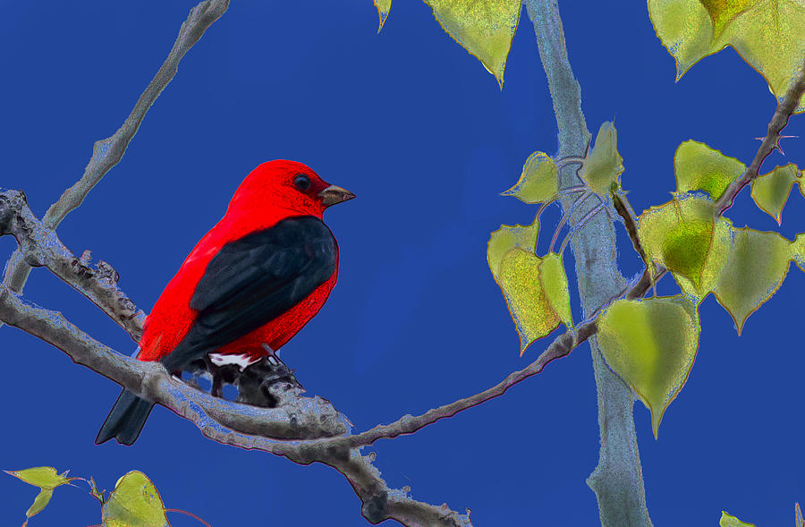 Scarlet Tanager Art Photograph