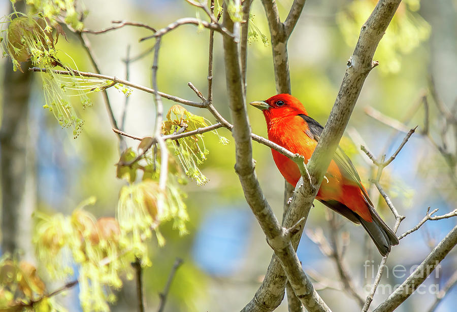 Scarlet Tanager Photograph by Cheryl Baxter