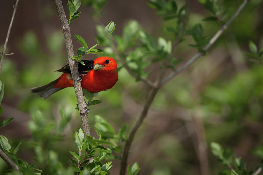 Scarlet Tanager Photograph by David Watkins