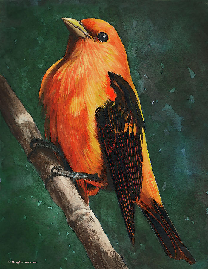Scarlet Tanager Painting by Douglas Castleman