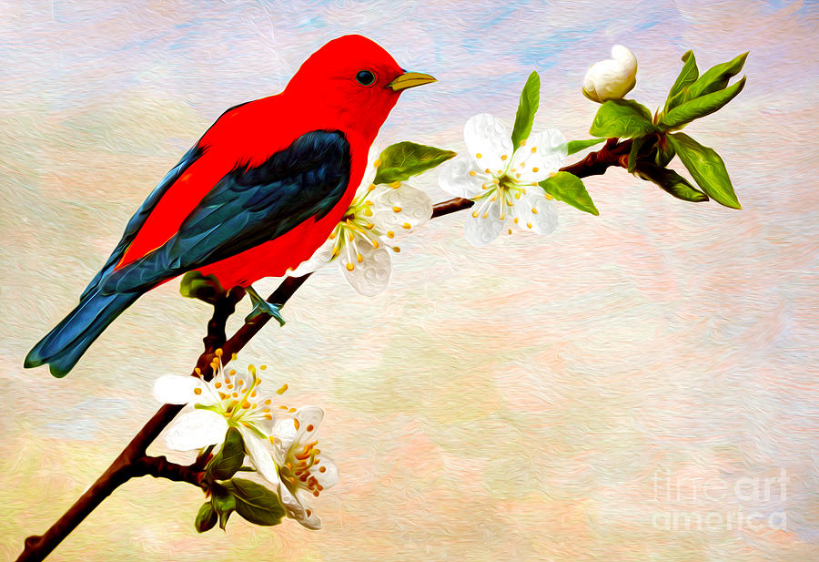 Bird Photograph - Scarlet Tanager by Laura D Young