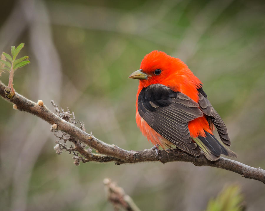 Scarlet Tanager on Branch Photograph by Kimberly Kotzian | Fine Art America