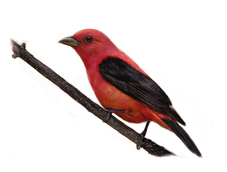 Scarlet Tanager on Branch Digital Art by Yuichi Tanabe