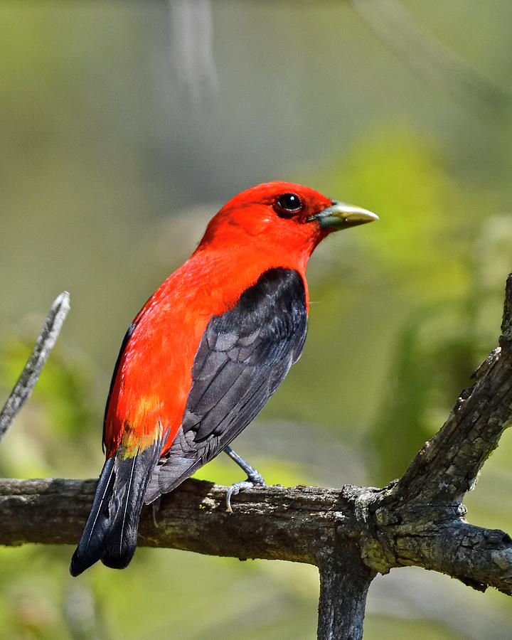 Scarlet Tanager On Dead Branch Photograph