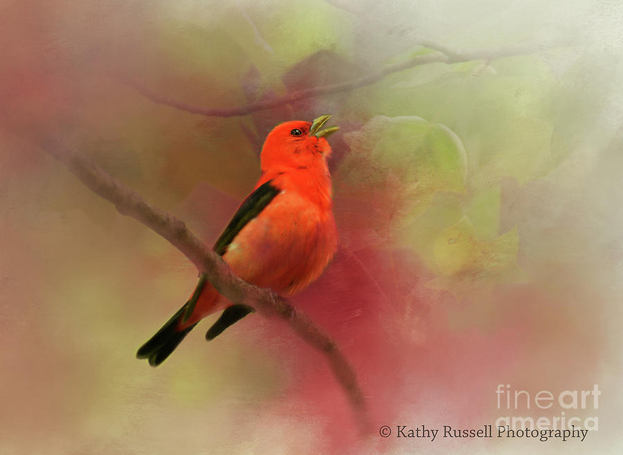 Scarlet Tanager Singing Photograph by Kathy Russell