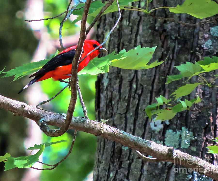 Scarlet Tanager Photograph