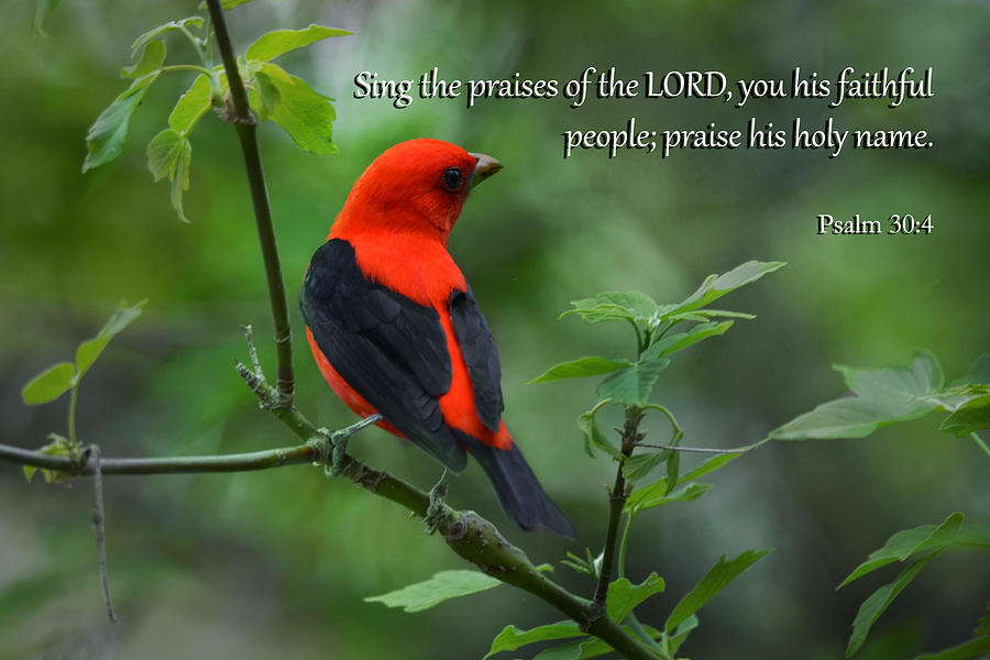 Scarlet Tanager With Psalms Photograph by Ann Bridges